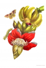Lotto insetti - 10/16